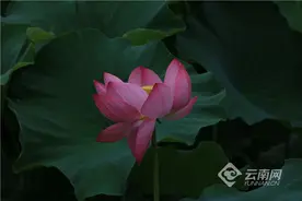 小暑至·盛夏始 昆明大观公园赏荷正当时图片