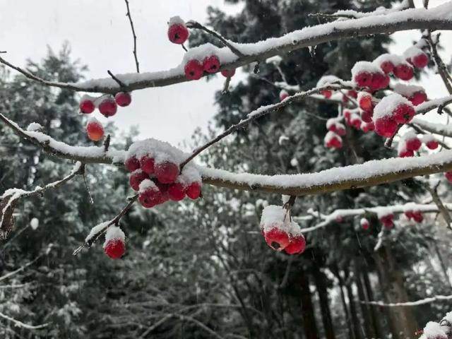 此刻，武汉真的下雪了！