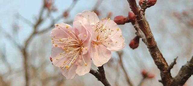 梅花山早梅“剧透”！盛花期在……