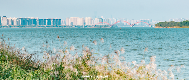 文旅湘江丨绝对不可以，错过长沙版的「秋日芦苇海」