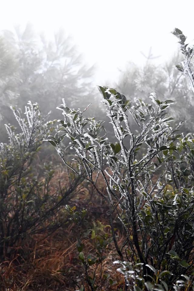 闽侯大湖雨凇美景“限时返场”