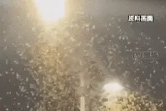 近期广东有大水蚁成群出现，专家提醒→图片