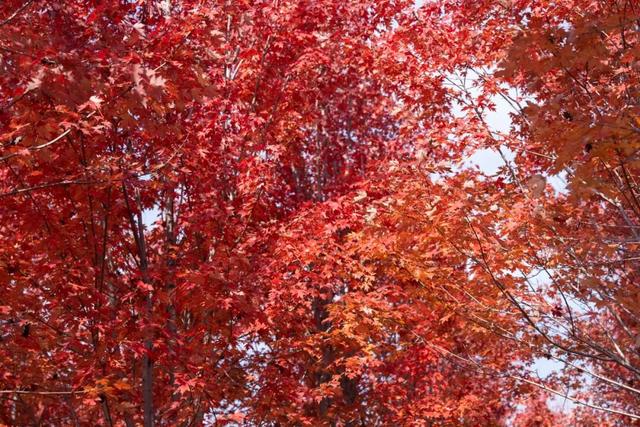 济宁冬季赏叶天花板，错过等一年的绝美景色