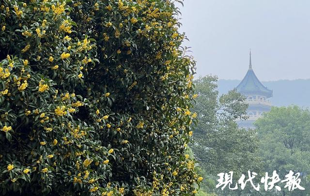 请签收！南京送你的桂花味秋日限定