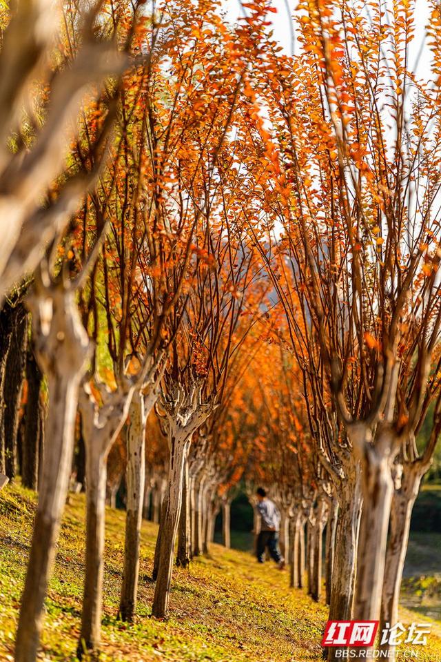 藏在长沙的冬日惊喜：乐喜湖的草木，还在演绎秋的余温