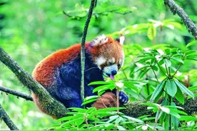 「人与自然和谐相处的温暖瞬间」瓦屋山奇遇图片