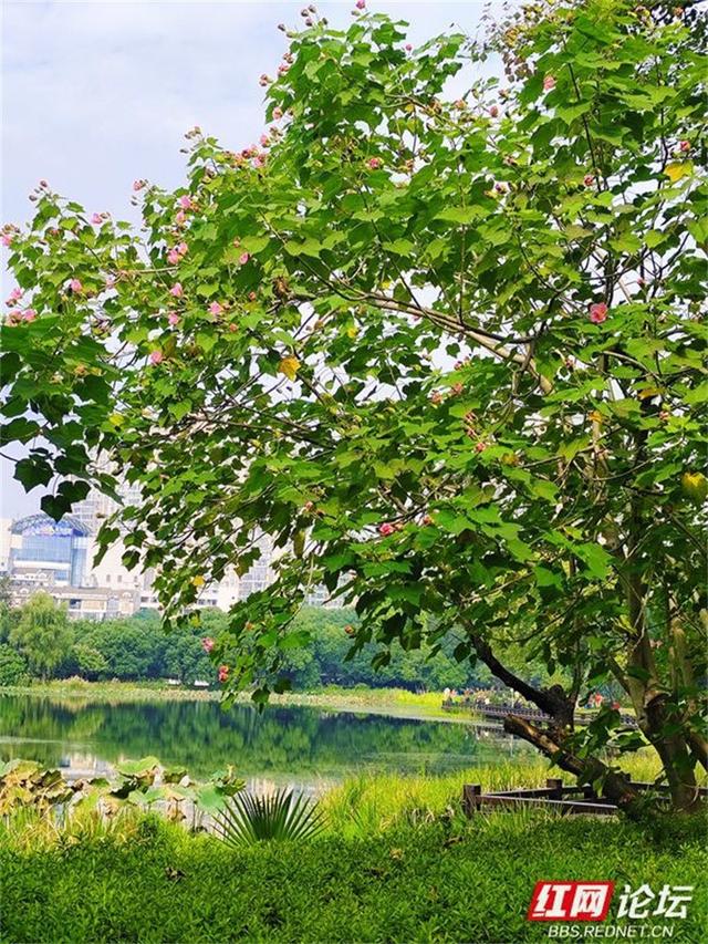 秋游时刻丨常德的秋天是什么颜色？答案是粉色的