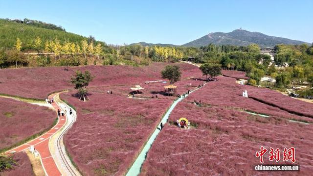 邯郸紫山：粉黛盛放邂逅秋日浪漫
