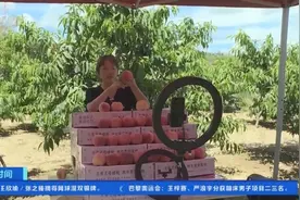 桃香扑鼻！甘肃秦安10万亩蜜桃丰收，产值或超6.8亿元图片