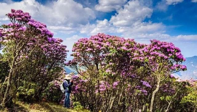 楚雄版“莫奈花园”藏不住啦！让你“五一”假期一次看过瘾