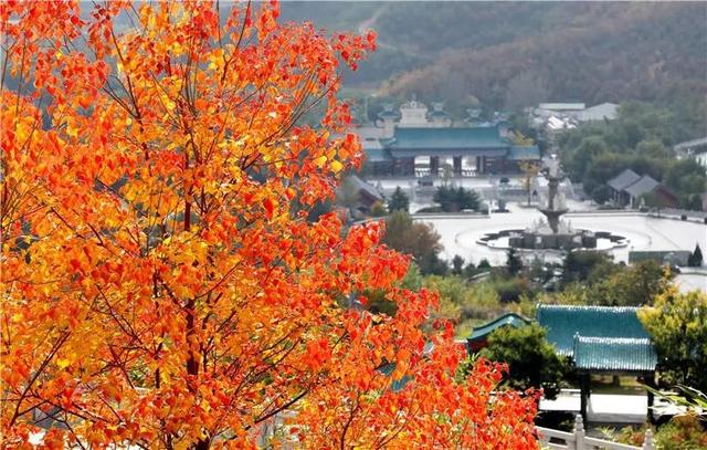 收藏！威海秋天6个超浪漫出片打卡点→
