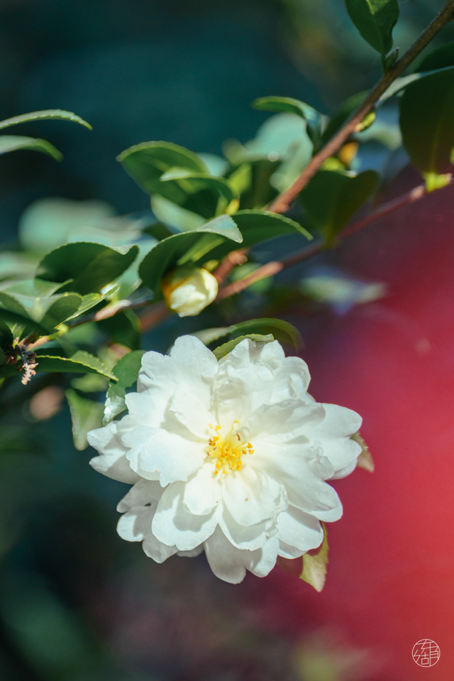 东湖这四处绝美秋景，出片率100%