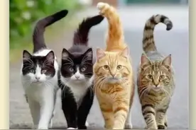 猫界公认的五大金刚——中华田园猫之五虎上将！图片