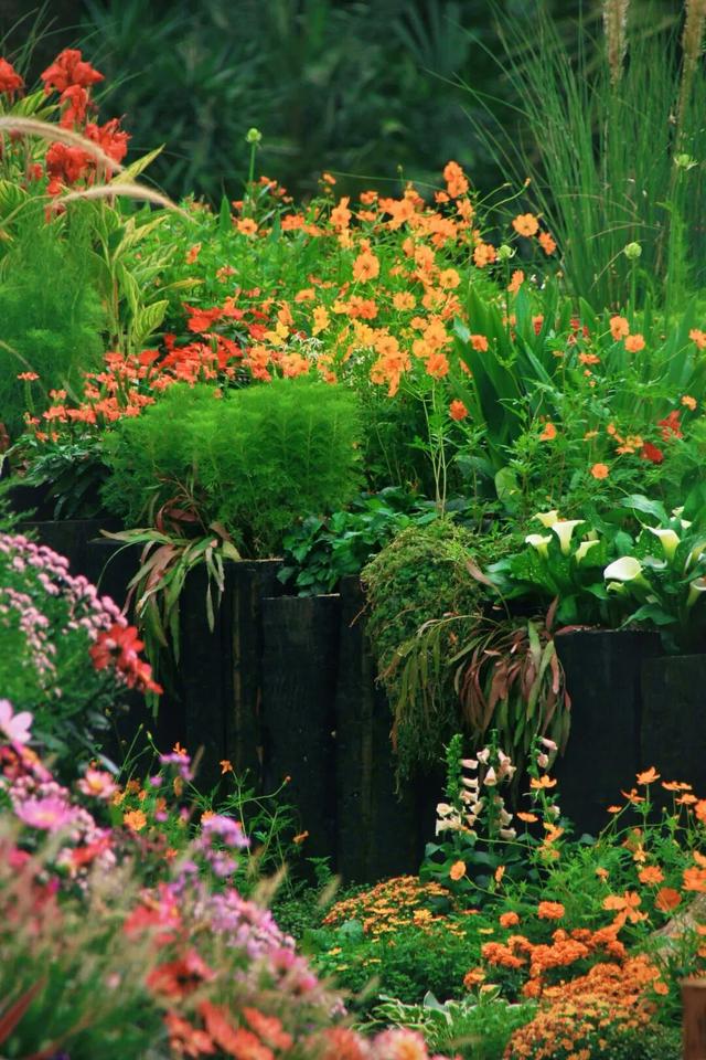 行摄 | 美爆了！秋日花海，限时上映