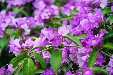 美呆了！南宁大片紫色花盛开！层层叠叠，如同紫色的瀑布