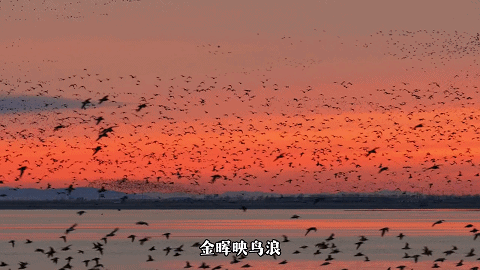 “动”“静”两相宜～颜值天花板～