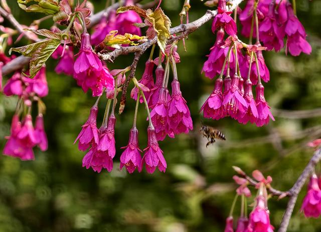 苏州河边绯樱盛放，成为早春里一抹亮色