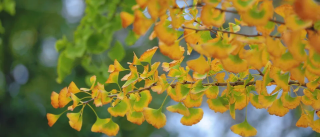 百米梧桐叠金，首波银杏泛黄！上海市中心免费秋日浪漫请查收→
