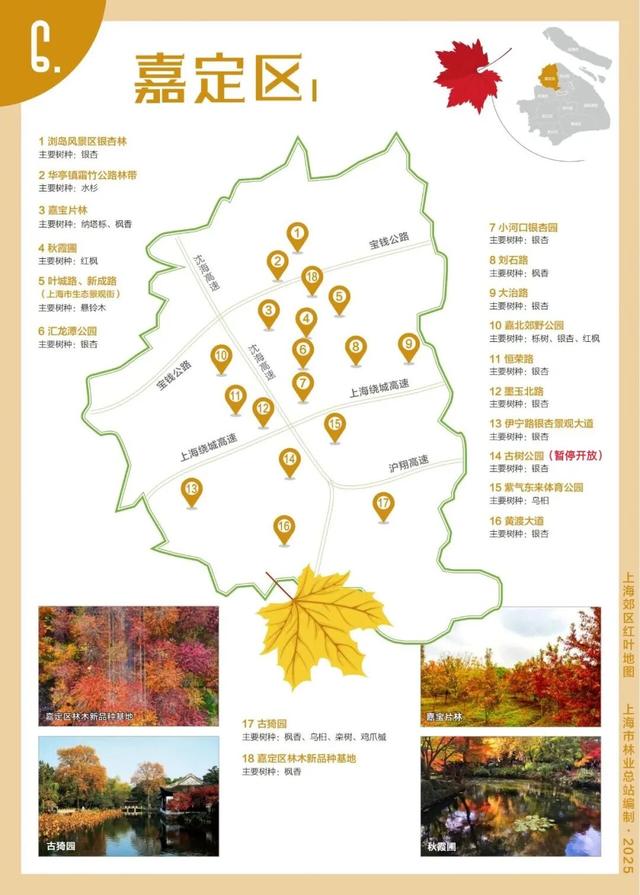 嘉定第一波银杏叶变黄啦！秋日氛围拉满~