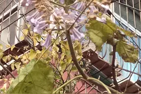 梧桐“大雪”花又开图片