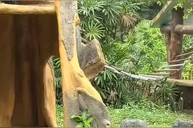 网红猩猩“丢那猩”扔石块砸伤游客 动物园客服：不会惩罚它，希望大家尊重动物天性图片