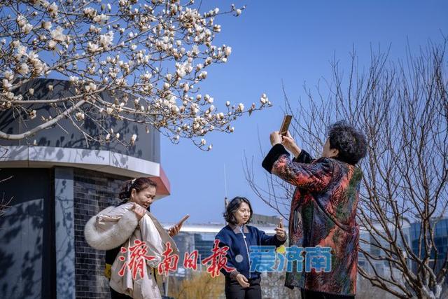 一年四季 泉在济南丨暖阳催花绽！泉城广场玉兰花悄然盛开，邂逅早春浪漫
