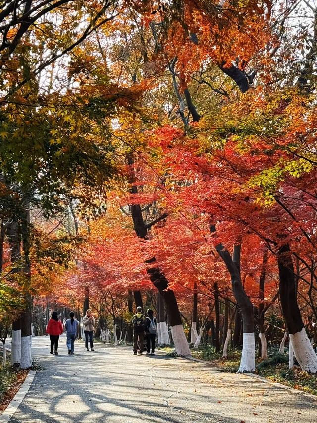 老广们！即刻出发“朗京嘿哈山”啦～