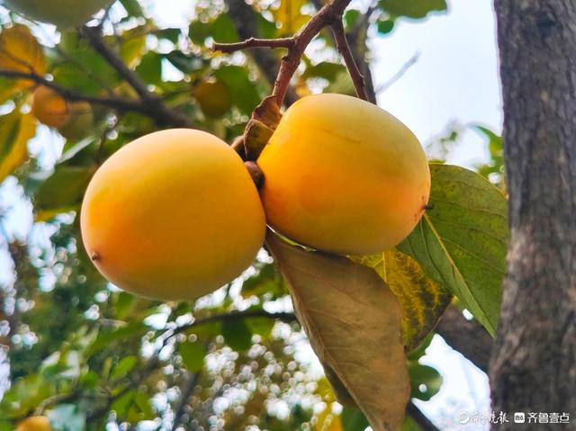 双节拍 | 牛心柿子已熟透，那股甜蜜滋味着实诱人