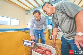 文昌冯家湾产业园首批海水养殖东星斑上市 订单价达400万元图片