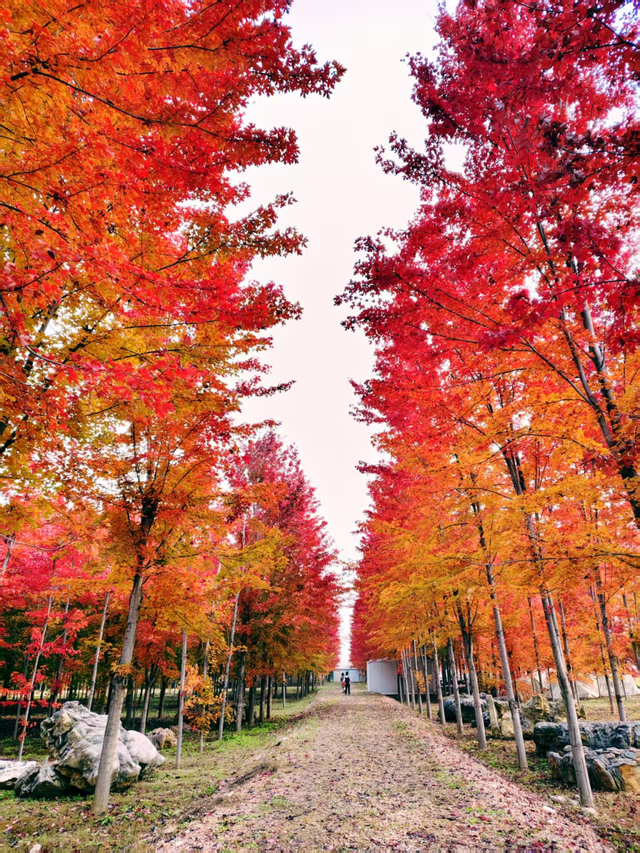 层林尽染时，邂逅北京的秋日斑斓