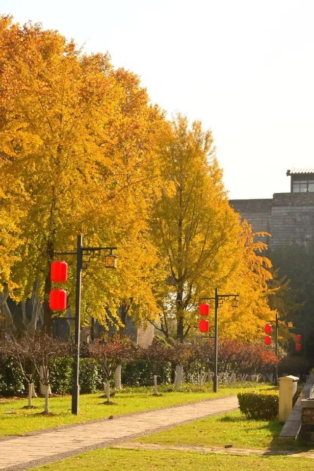 “西红柿炒蛋树”排队？快来秦淮开启“金黄时刻”！