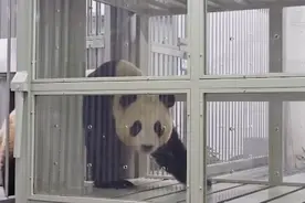放心！大熊猫“福宝”正在安度隔离期图片