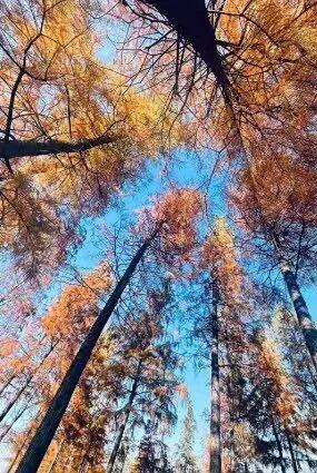 郑州水杉树观赏地大全！附地址+交通→