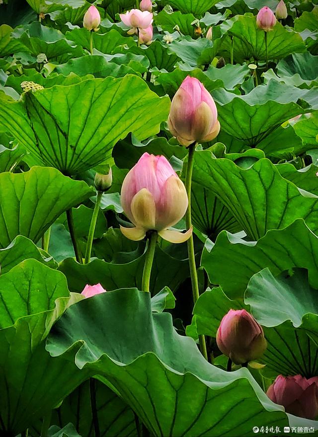 四季湖荷花盛开，千姿百态醉游人