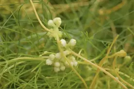 菟丝子：不缠着你我可怎么活｜语闻·黄河口草语图片