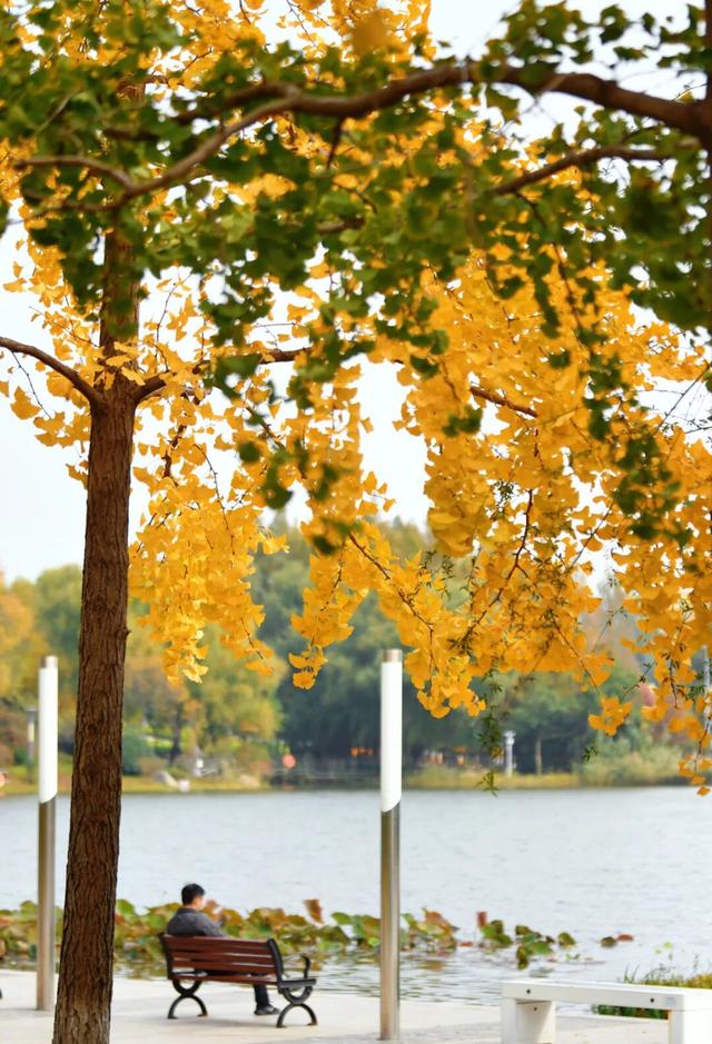 绝美！走，打卡去！