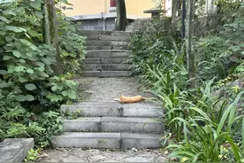 流浪猫城市管理指南①｜遇到流浪猫的正确做法图片