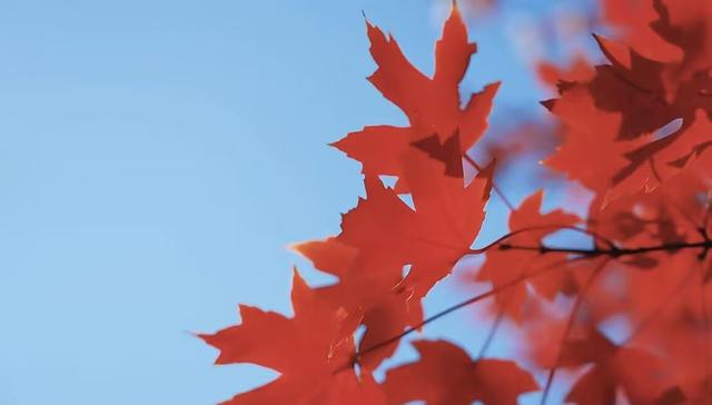 层林尽染！山东金秋红叶观赏地图出炉 解锁醉美秋景