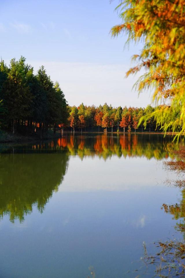 合肥滨湖国家森林公园千亩红杉林进入最佳观赏期