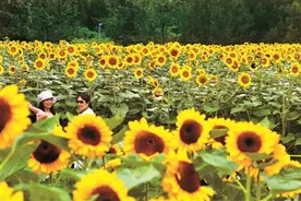 打卡奥森向日葵花海图片