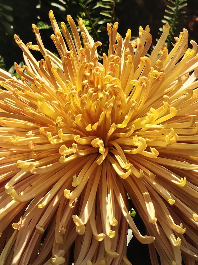 多图直击！第41届深圳东湖公园菊花花会开幕