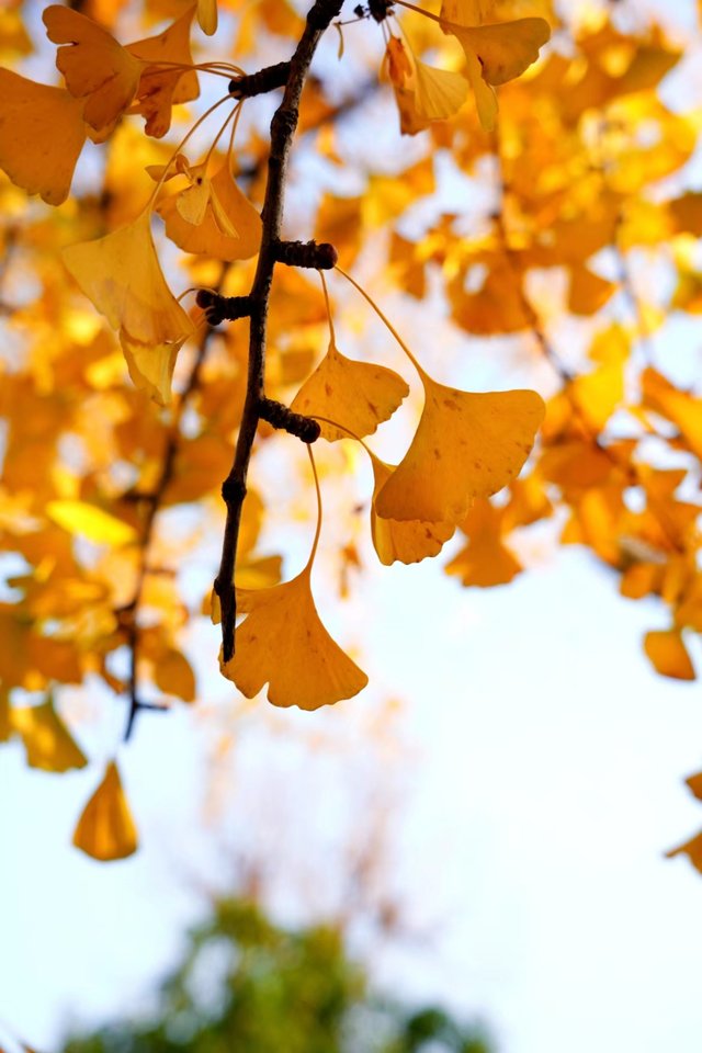 这6个淮南银杏绝美打卡地！码住刷爆朋友圈！