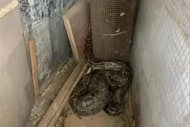 4米巨蟒盘踞吃鸡，眼镜王蛇发起攻击……图片