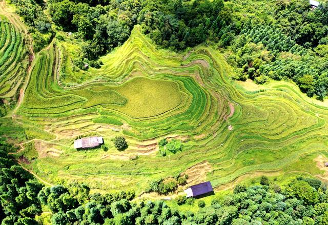 榕江：初秋梯田景入画