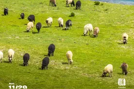 一年一次！青藏高原的狠货，就要来武汉图片