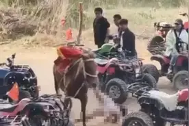 河南通报8岁男孩骑马被拖行身亡，马主被刑拘！律师解读各方责任图片