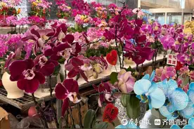 年宵花开卖！今年蝴蝶兰价格略低，马卡龙系列、高端花种上新图片