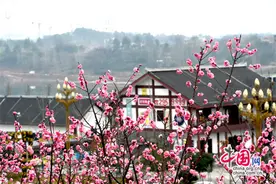 湖南新邵：梅红菜花黄 寻芳好时节图片