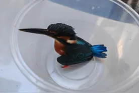 为爱心群众点赞！他们救下了一只翠鸟和一只“超凶”凤头鹰！图片