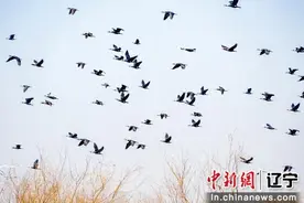 “新鸟季 江湖见”新民观鸟节启幕图片
